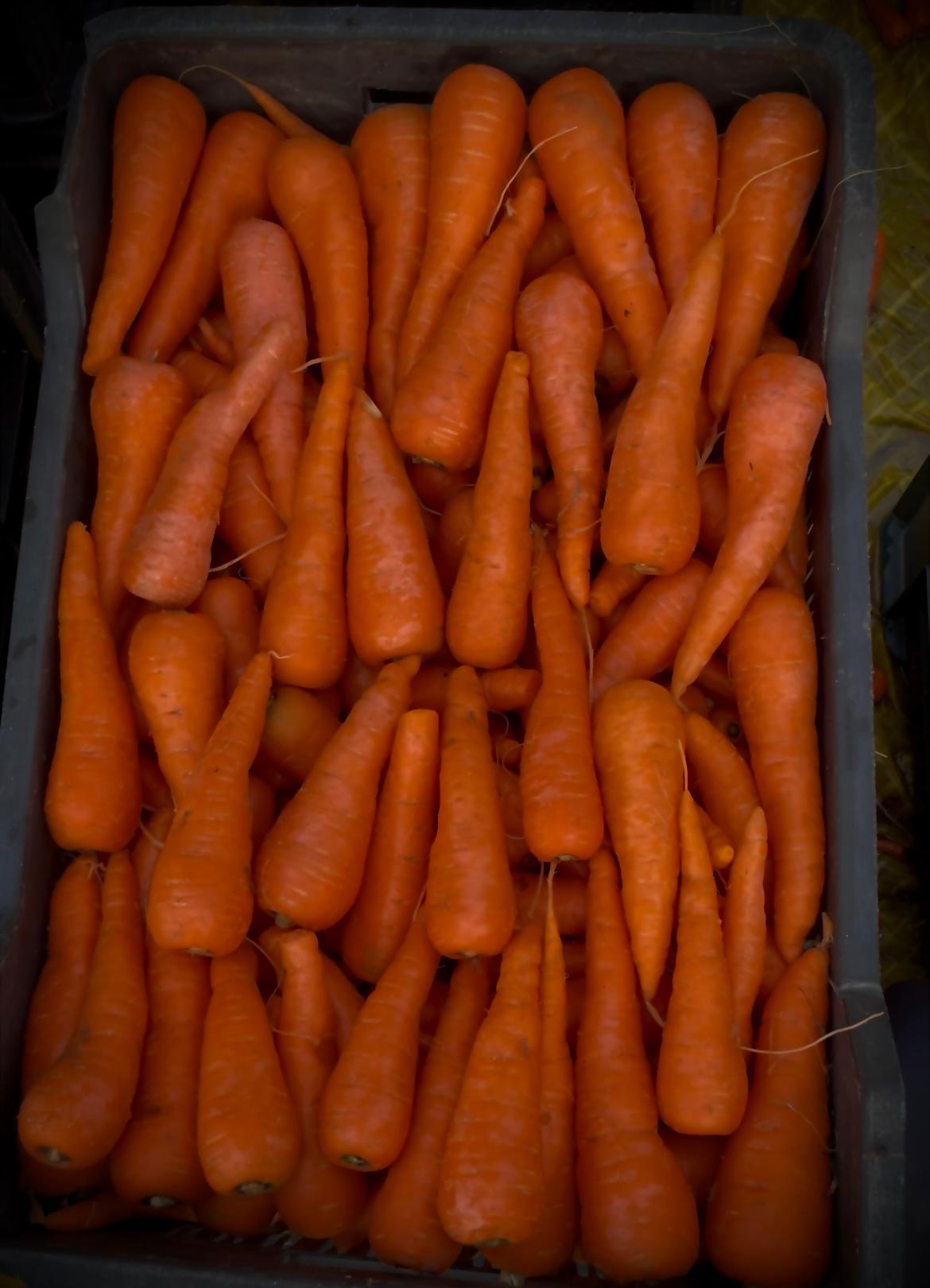 CARROTS